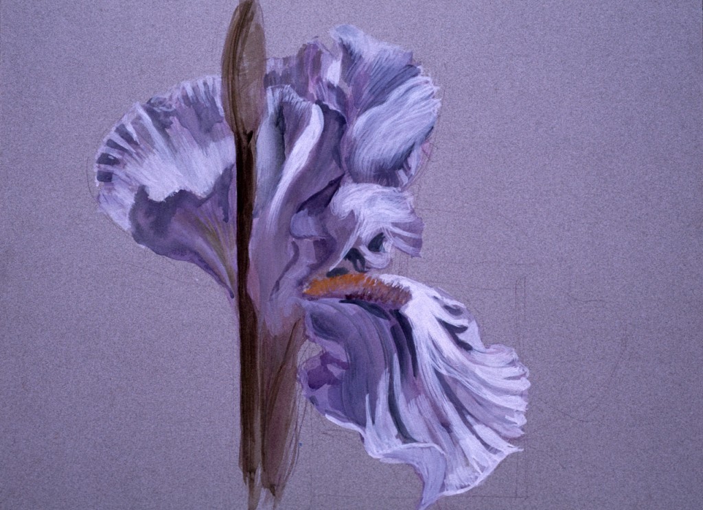 El gran Iris 1