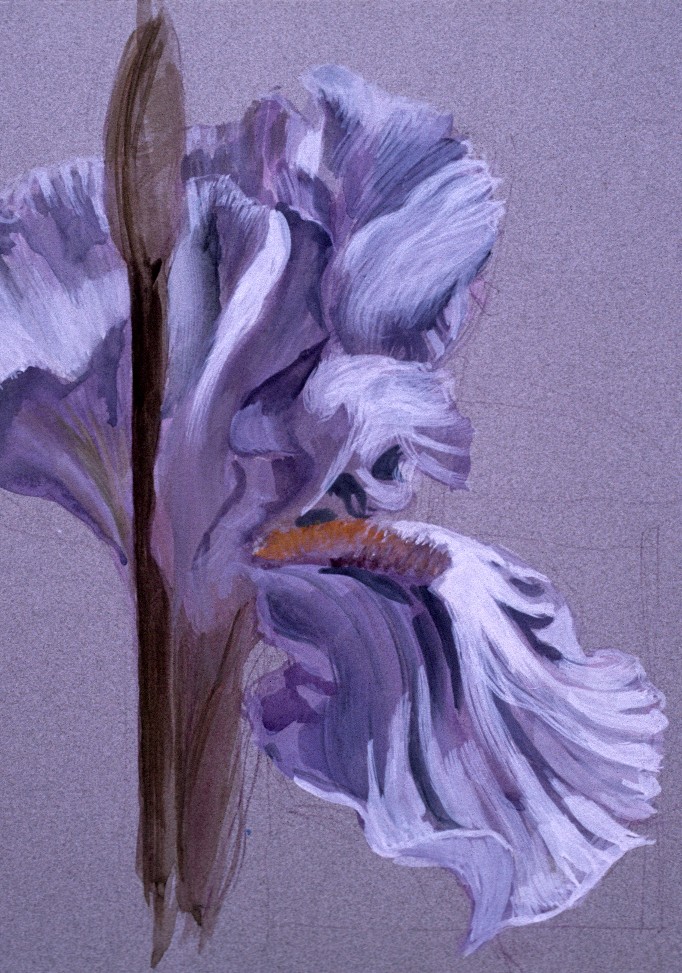 El gran Iris 1